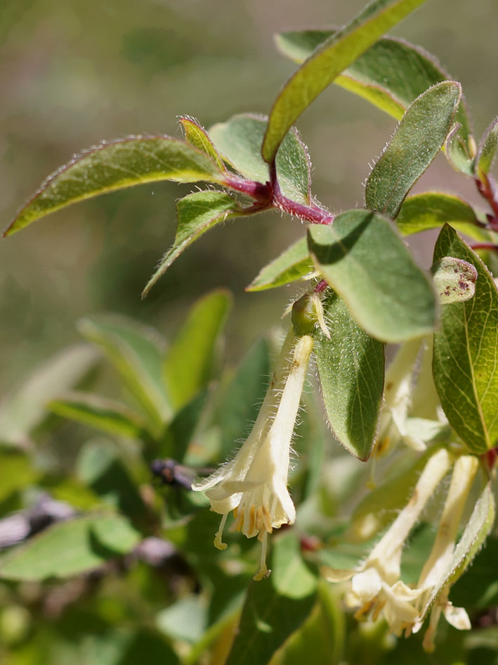 Image of Lonicera altmannii specimen.