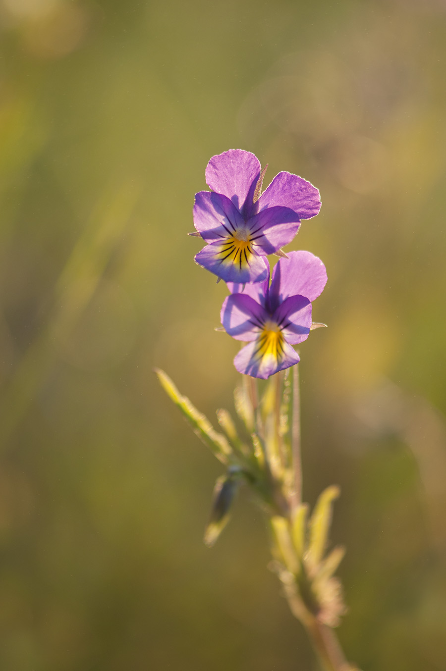 Изображение особи Viola tricolor.