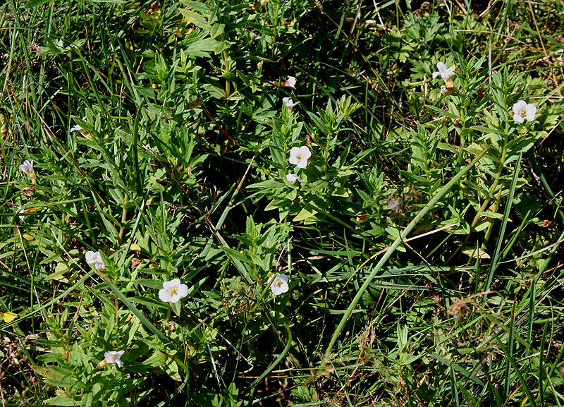 Image of Gratiola officinalis specimen.