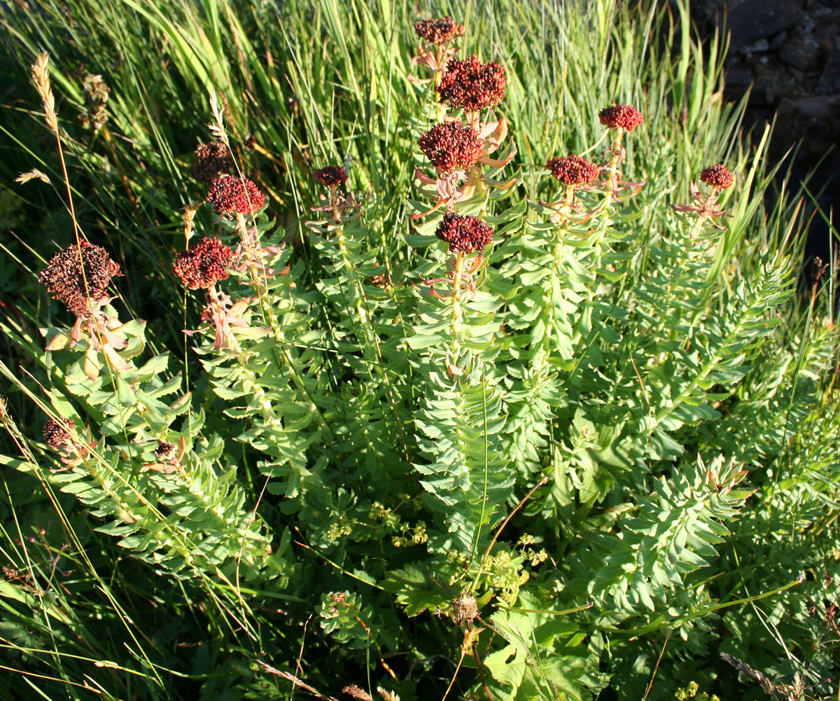 Изображение особи Rhodiola rosea.