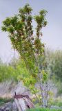 Image of taxon representative. Author is Радик Кутушев