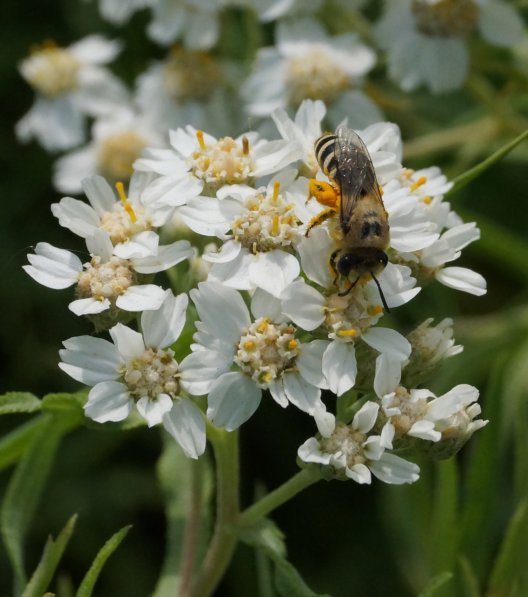 Image of Achillea cartilaginea specimen.