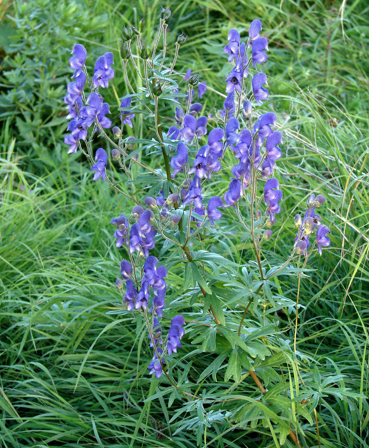 Image of Aconitum baicalense specimen.