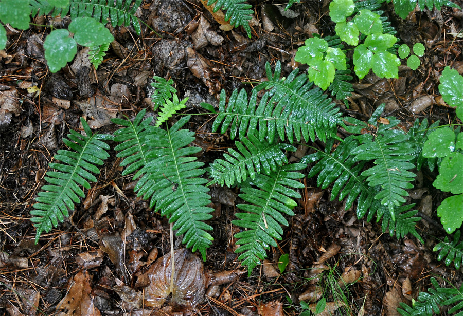 Image of Polypodium kamelinii specimen.