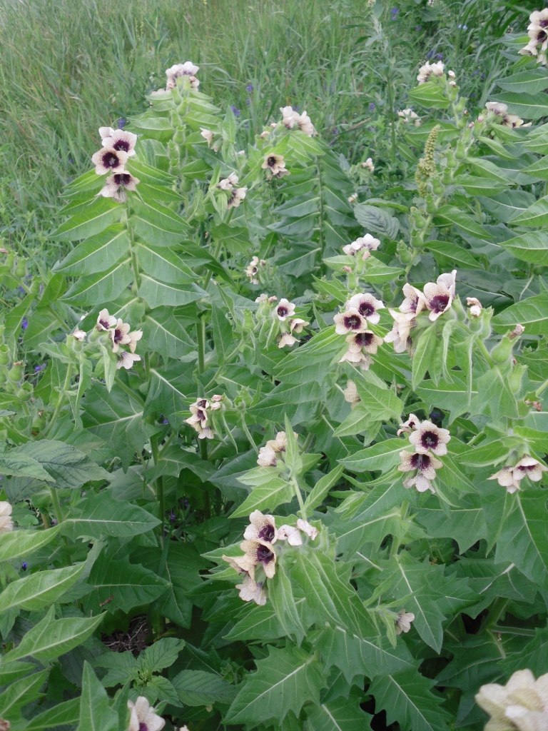 Изображение особи Hyoscyamus niger.