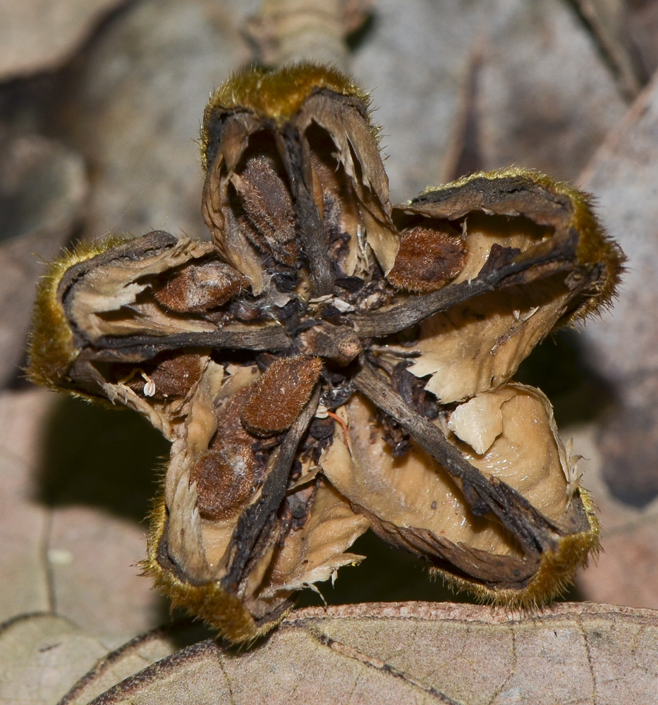 Image of Hibiscus elatus specimen.