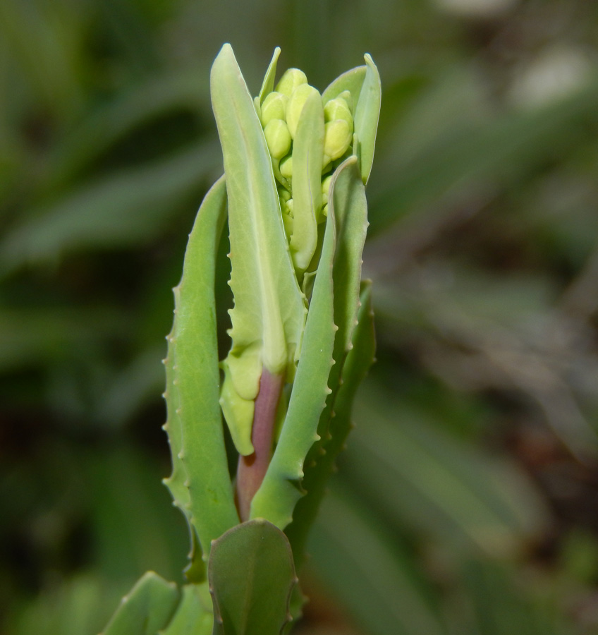 Изображение особи Myagrum perfoliatum.