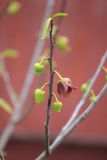 Asimina triloba. Веточка с бутонами и цветком. Краснодарский край, Черноморское побережье Кавказа, г. Новороссийск, в культуре. 3 мая 2015 г.