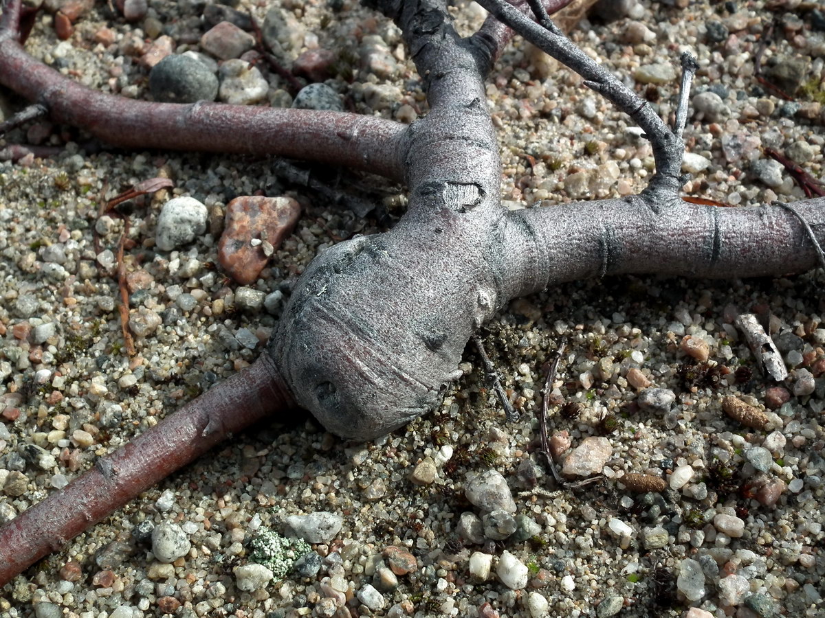 Image of genus Salix specimen.