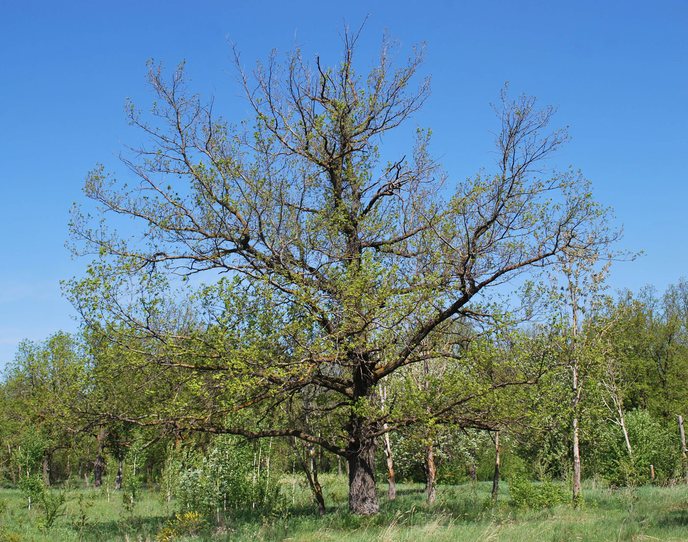 Image of Quercus robur specimen.