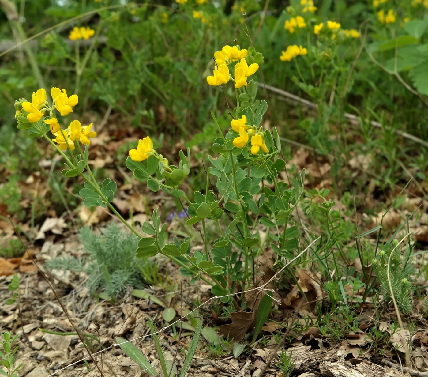 Image of Coronilla coronata specimen.