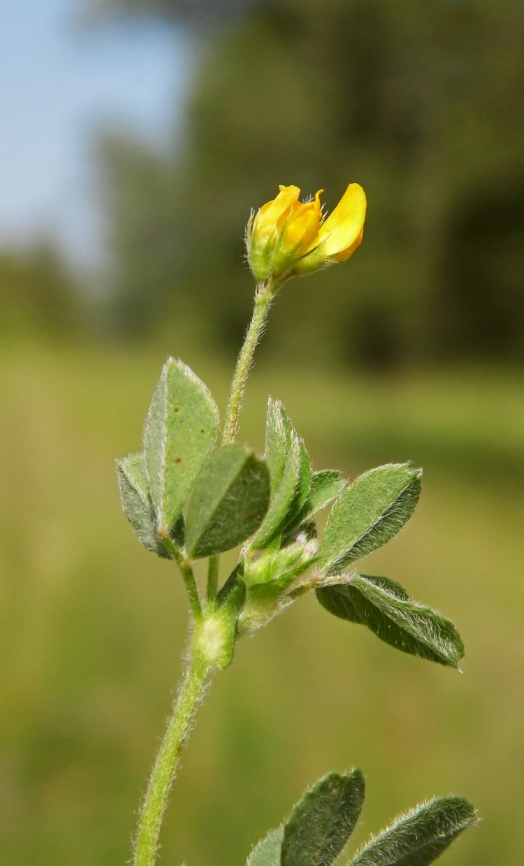 Image of Medicago minima specimen.