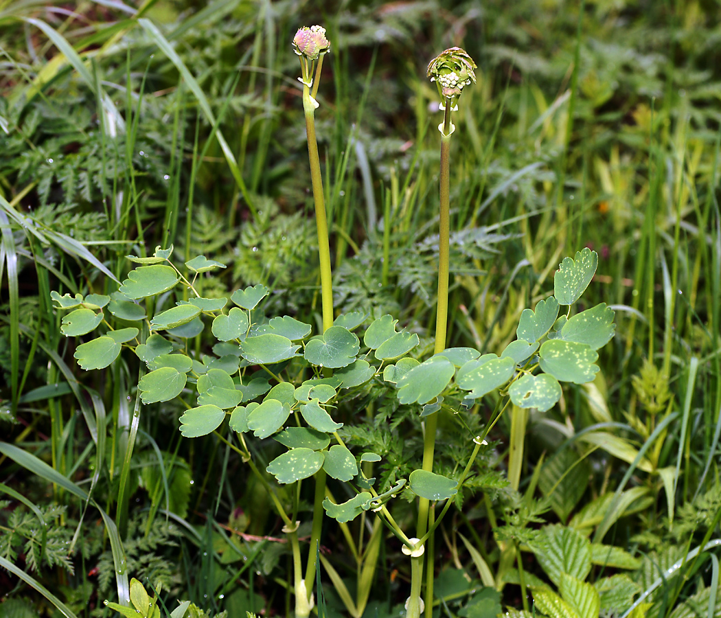 Image of Thalictrum aquilegiifolium specimen.