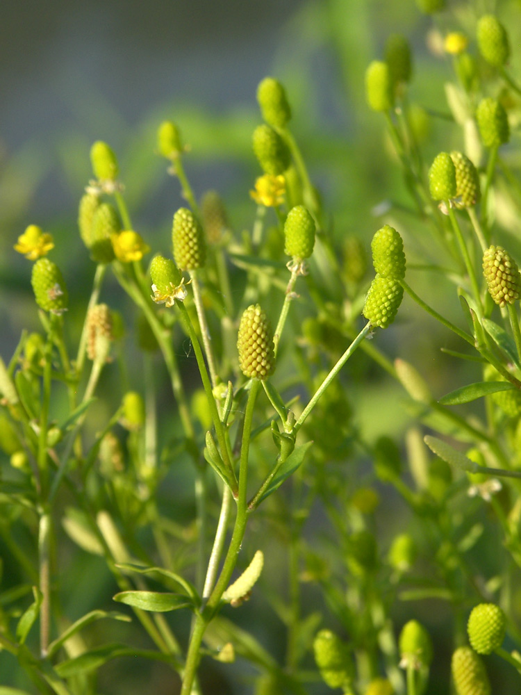 Изображение особи Ranunculus sceleratus.