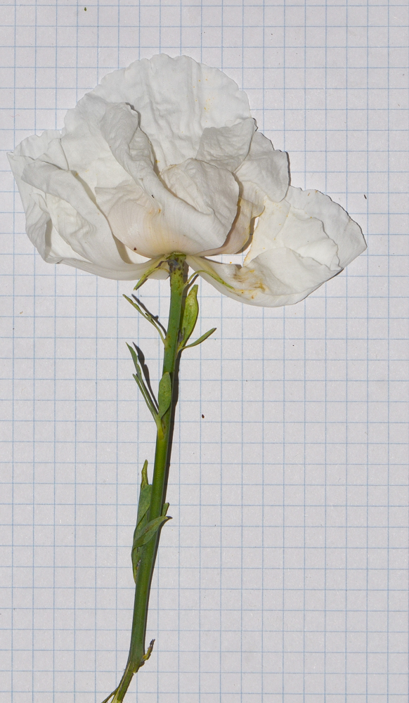 Image of Romneya coulteri specimen.