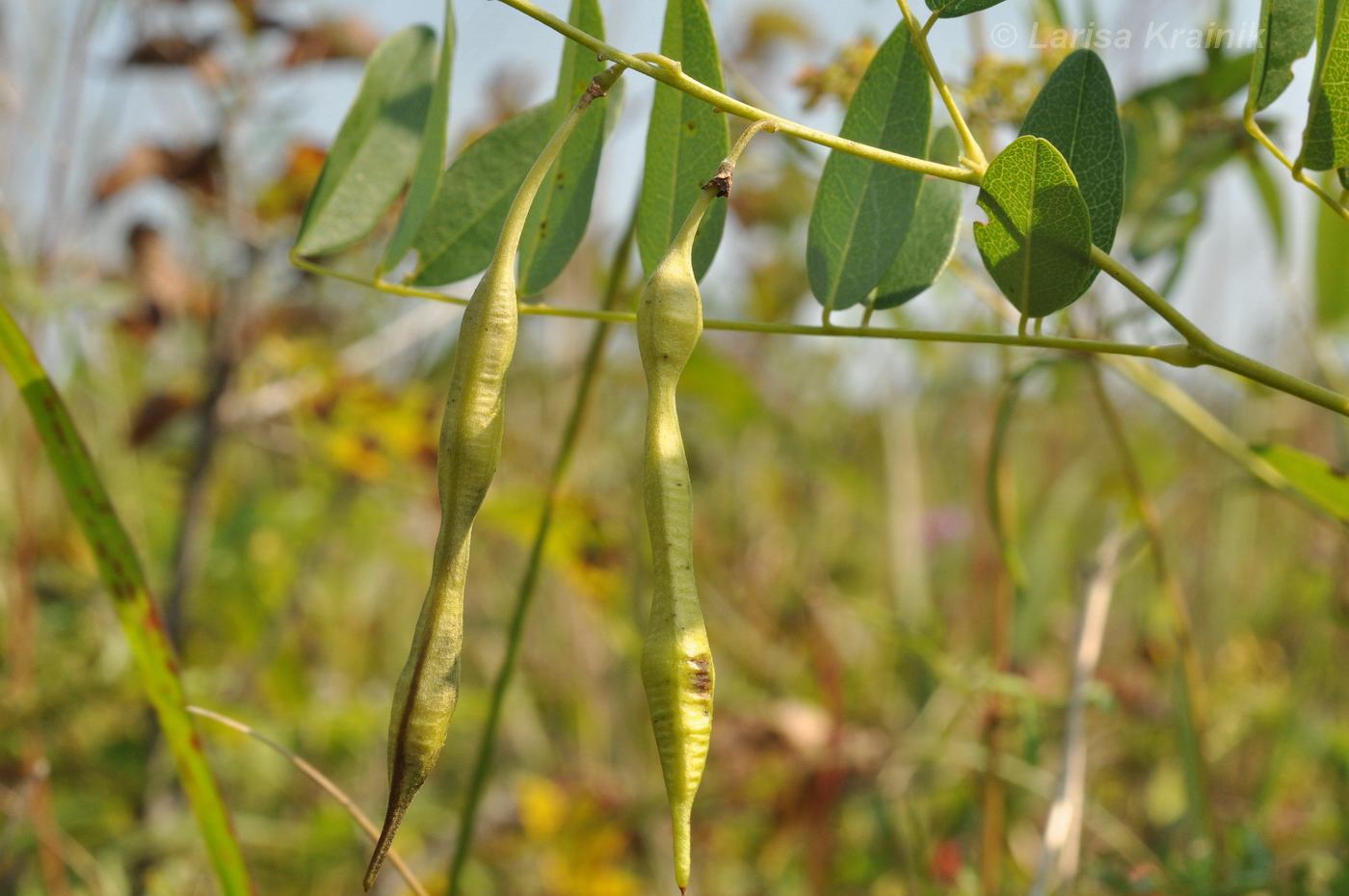 Изображение особи Sophora flavescens.