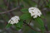 Viburnum lantana. Веточка с соцветиями. Республика Алтай, Шебалинский р-н, с. Камлак, Горно-Алтайский ботанический сад, экспозиция. 27.05.2016.