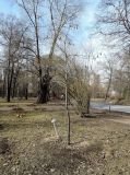 Смотреть изображение Quercus imbricaria