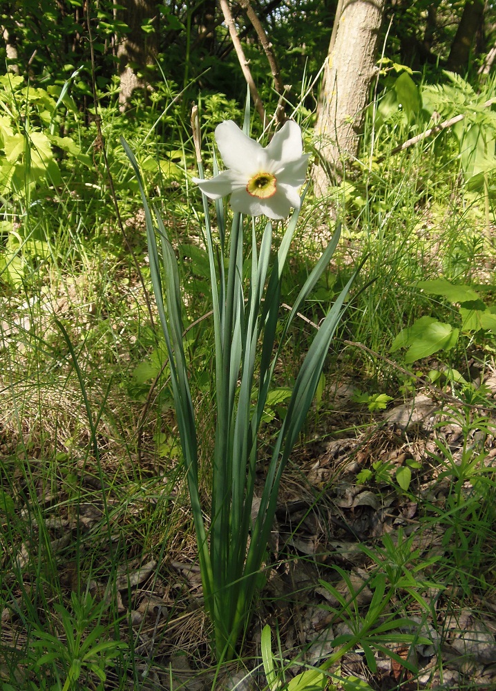 Изображение особи Narcissus poeticus.