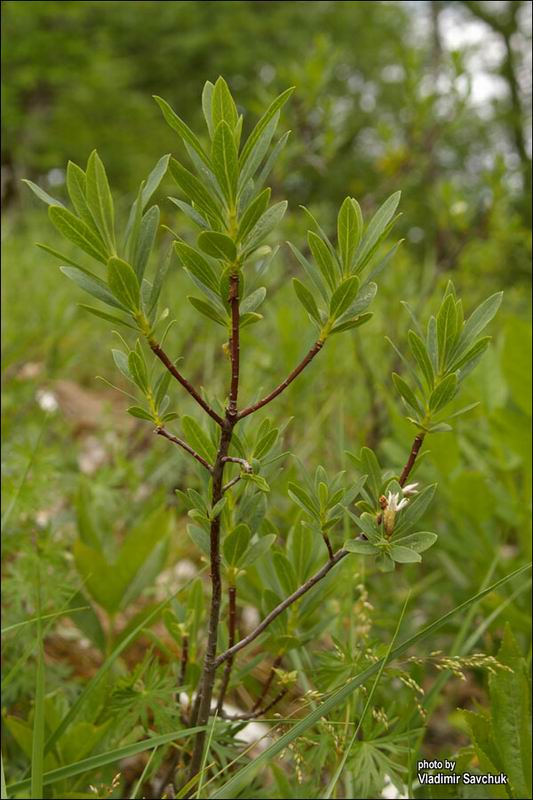 Image of Daphne taurica specimen.