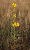 Verbascum phlomoides. Цветущее растение. Крым, Красноперекопский р-н, ранее интенсивно выпасавшаяся степь вблизи Сиваша. 19.07.2009.