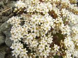 Saxifraga derbekii. Цветущие растения. Магаданская обл., Ольский р-н, Ольское побережье, распадок руч. Наледный, крутой каменистый склон. 15.07.2015.