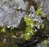 Pinguicula hirtiflora