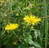 Inula britannica