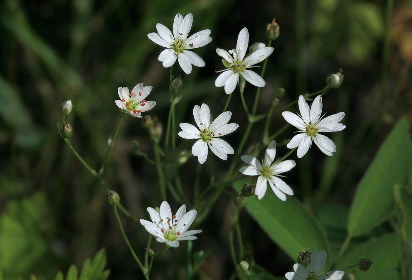 Image of Stellaria dahurica specimen.