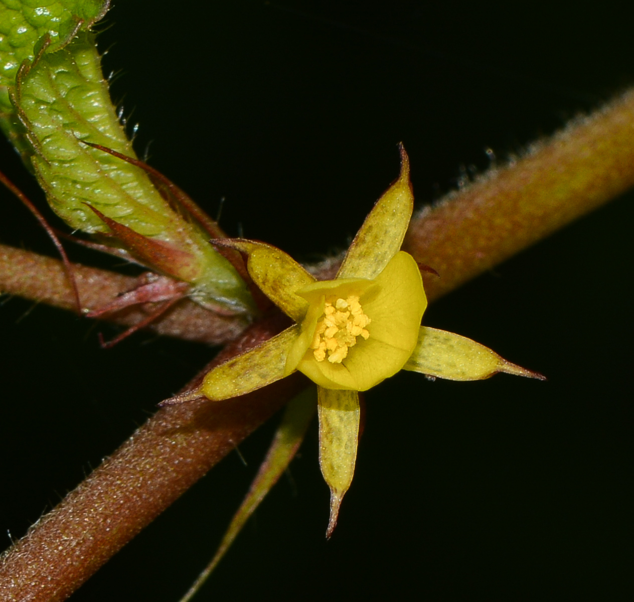 Image of genus Corchorus specimen.