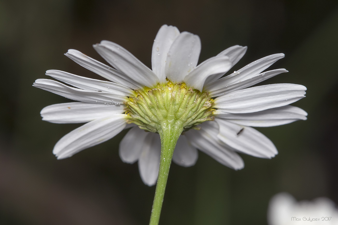 Image of Tripleurospermum inodorum specimen.