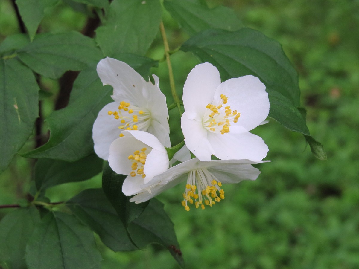 Image of Philadelphus brachybotrys specimen.