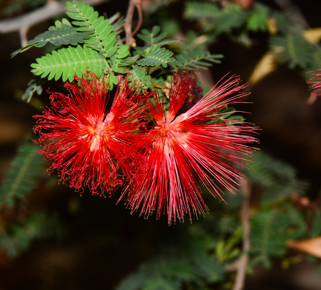 Image of Calliandra californica specimen.