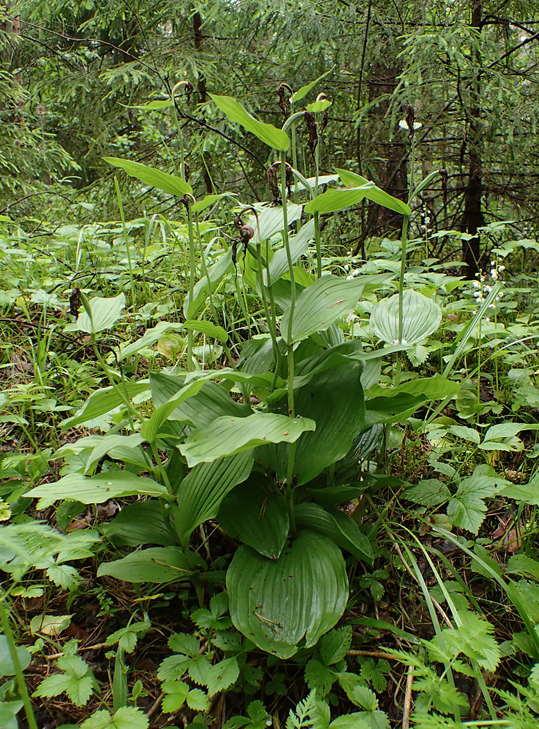 Изображение особи Cypripedium calceolus.