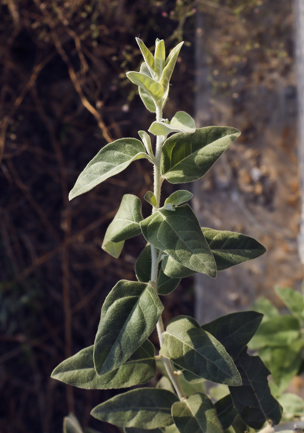 Image of Elaeagnus angustifolia specimen.