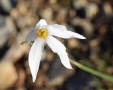 Narcissus obsoletus