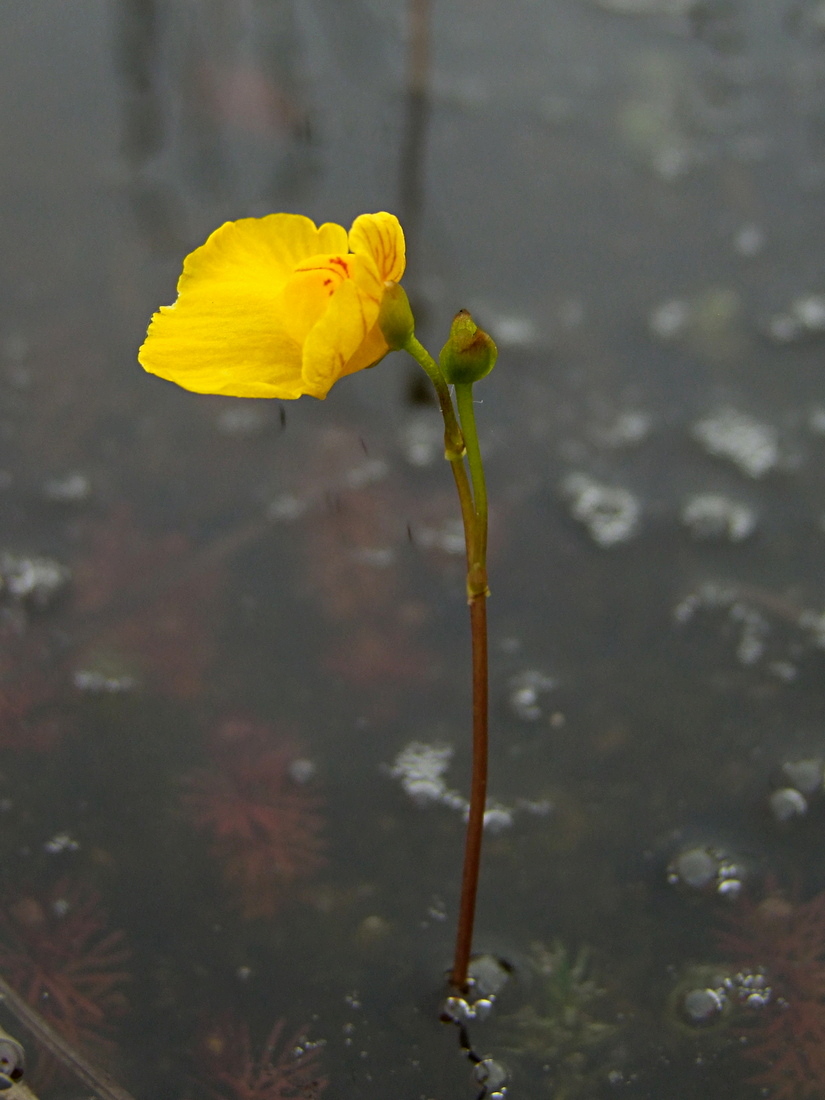 Изображение особи Utricularia intermedia.