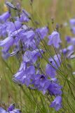 Campanula rotundifolia. Соцветия с цветками, бутонами и кормящимися насекомыми. Ленинградская обл., Волосовский р-н, суходольный разнотравно-злаковый луг. 16.07.2017.