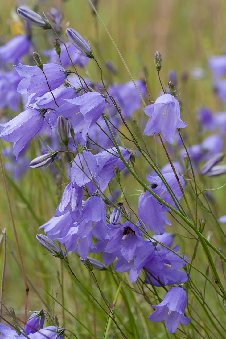 Image of Campanula rotundifolia specimen.