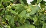 Ginkgo biloba. Фруктификации и листья. Франция, регион О-де-Франс, департамент Нор, округ Лилль, г. Туркуэн, озеленение. Август.