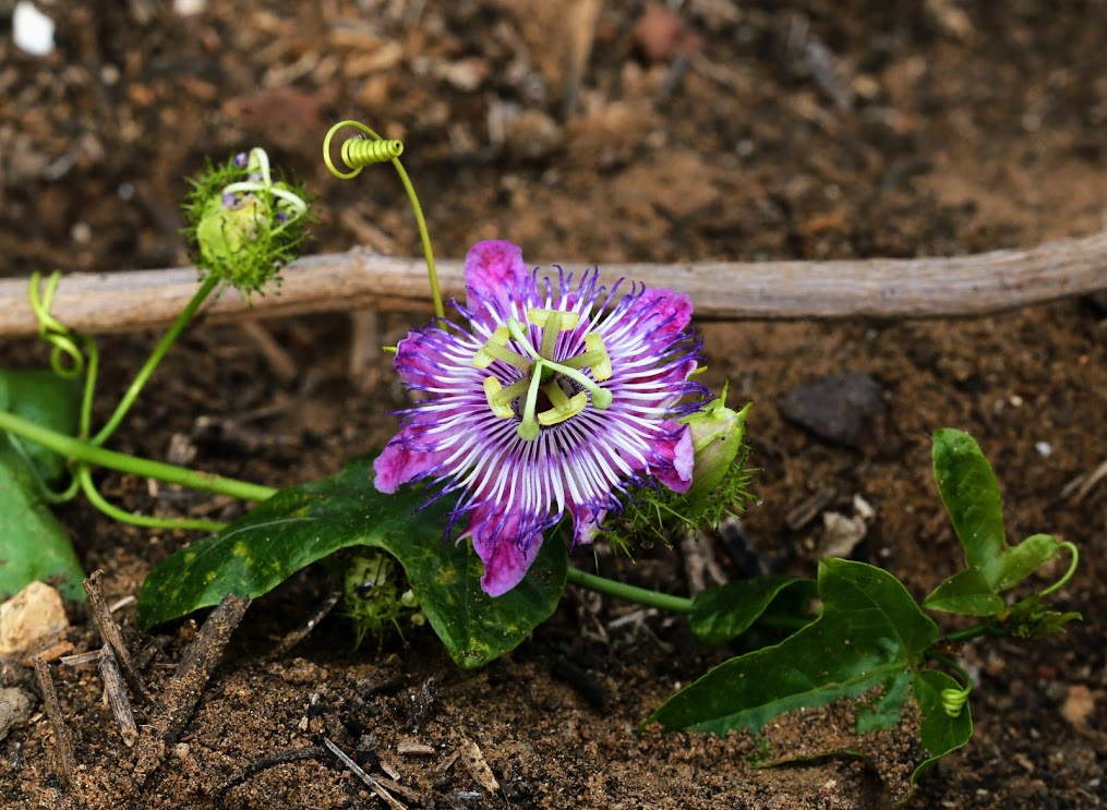 Image of Passiflora foetida specimen.