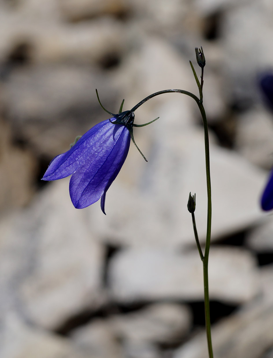 Image of Campanula rotundifolia specimen.