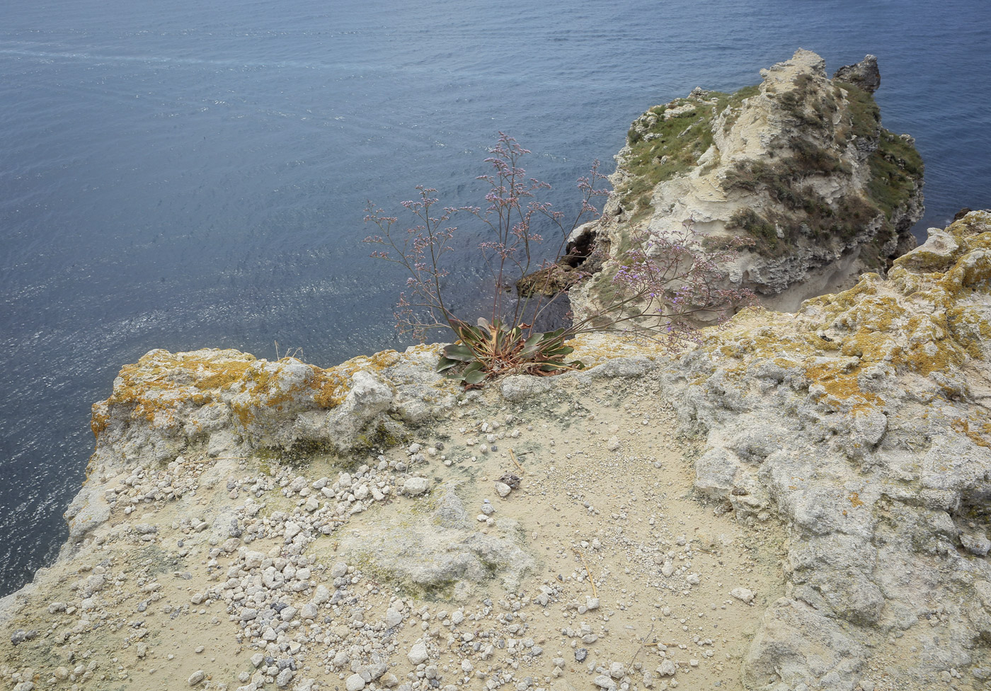 Image of Limonium scoparium specimen.