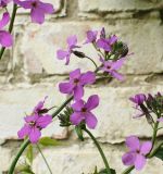 Hesperis matronalis. Соцветие. Краснодарский край, Кущёвский р-н, станица Шкуринская, заброшенная клумба. 10 мая 2008 г.