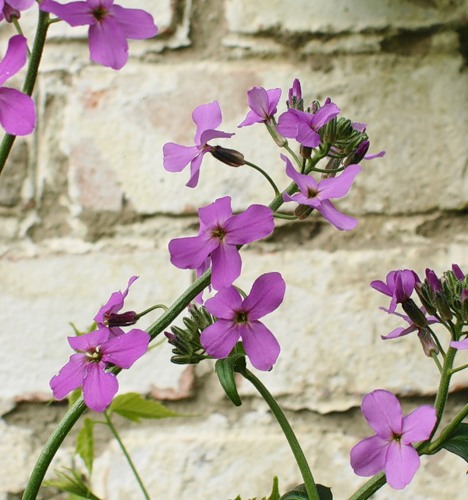 Изображение особи Hesperis matronalis.