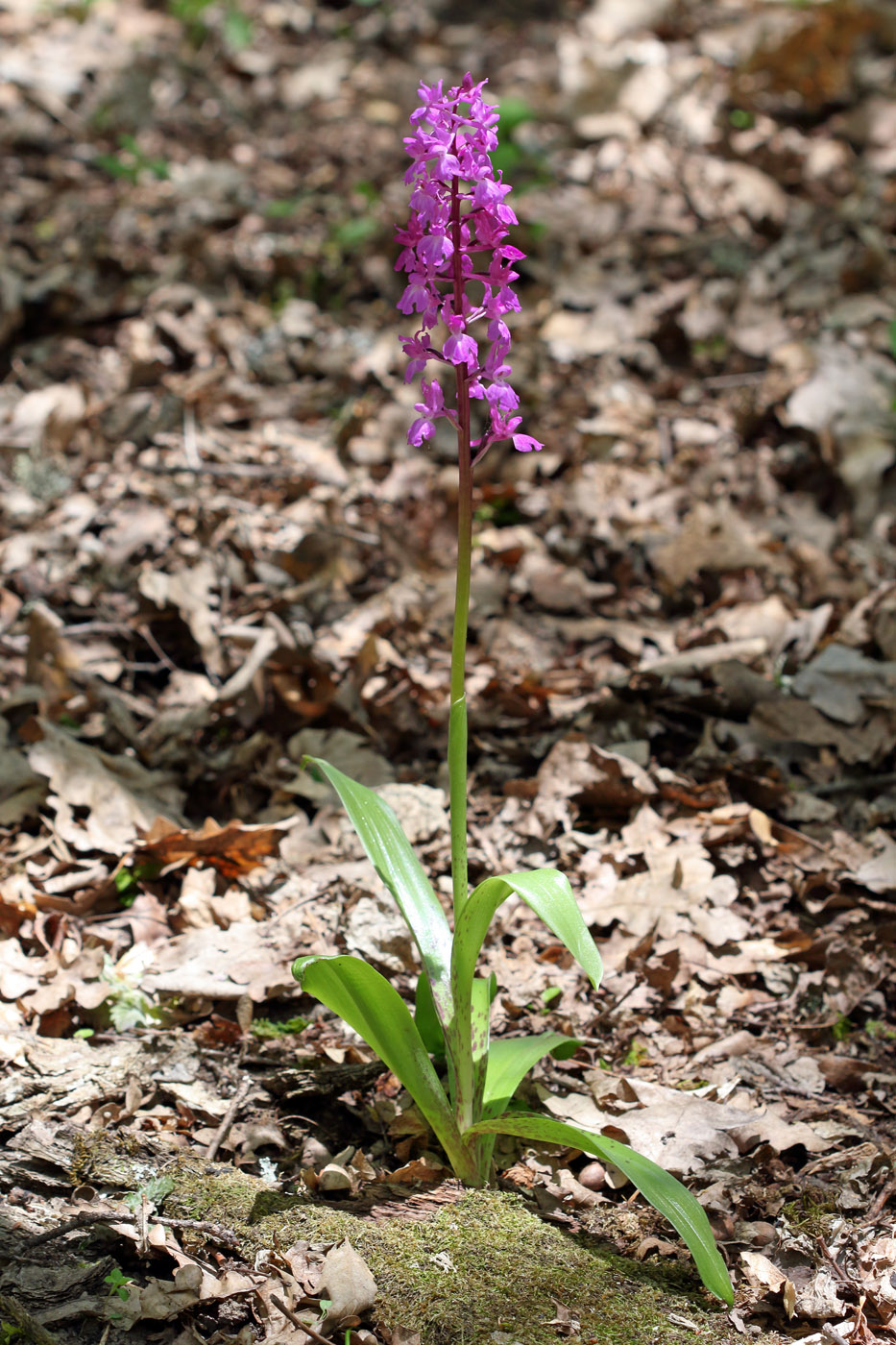 Image of Orchis mascula specimen.