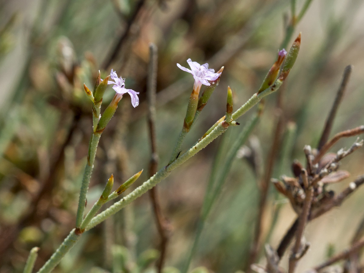 Image of Limonium proliferum specimen.