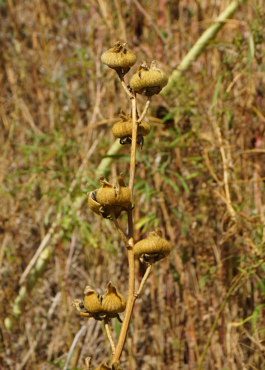 Image of Alcea rosea specimen.