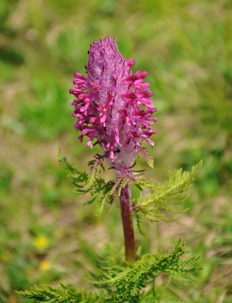 Image of Pedicularis panjutinii specimen.