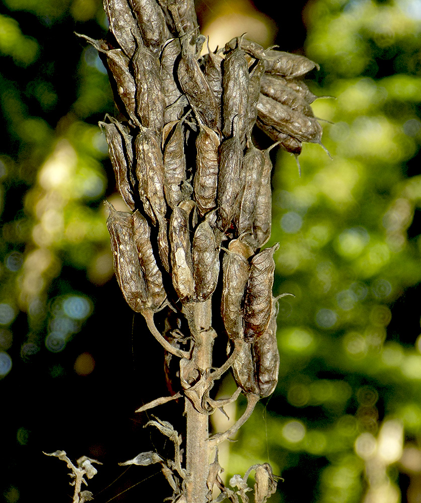 Image of Aconitum orientale specimen.